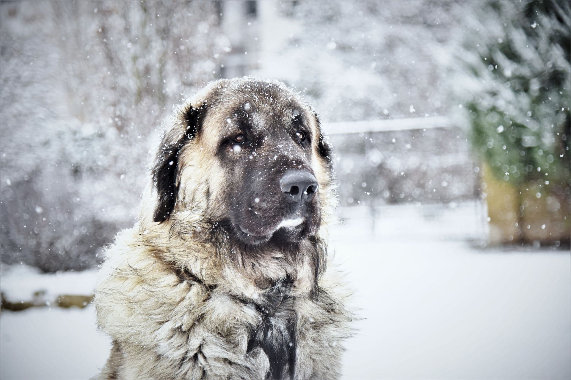 Perché il Tuo Cane Sembra Triste? Ecco Come Decifrarne